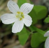 Oxalis acetosella. Цветок и лист (на заднем плане). Новгородская обл., середина мая.