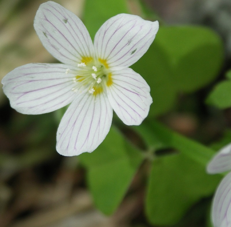 Image of Oxalis acetosella specimen.