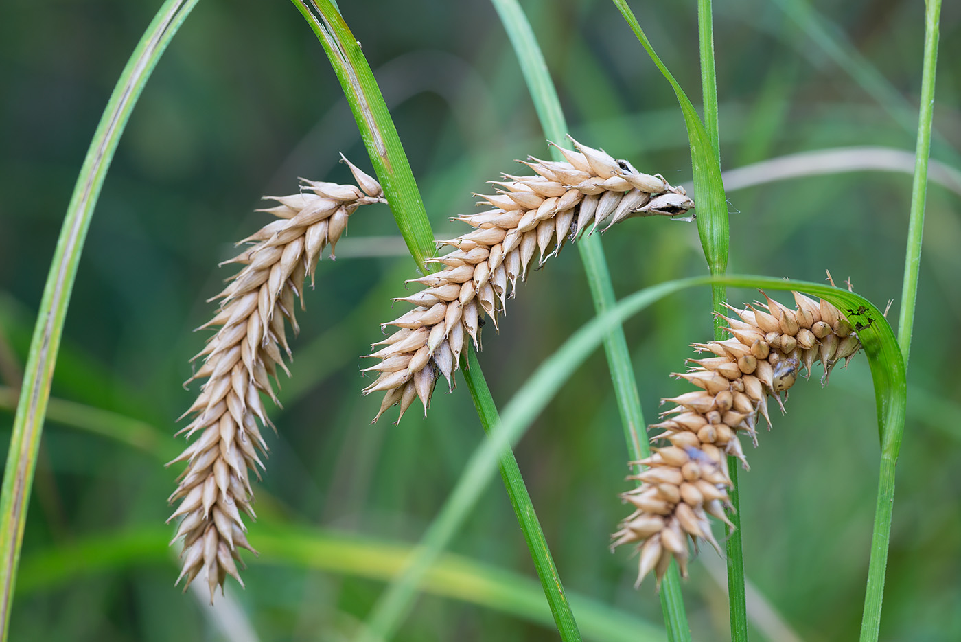 Изображение особи Carex vesicaria.