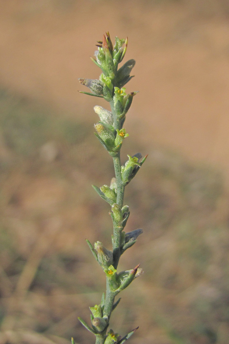 Изображение особи Thymelaea passerina.