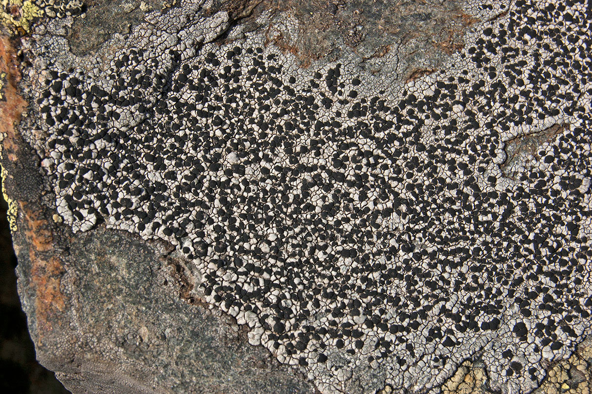 Image of class Lecanoromycetes specimen.