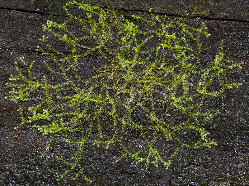 Image of Nowellia curvifolia specimen.