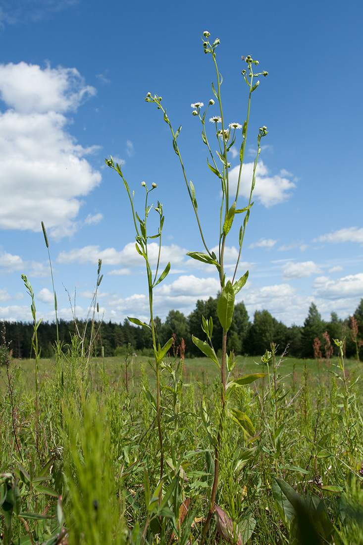 Image of Erigeron annuus specimen.