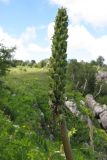 Pedicularis atropurpurea