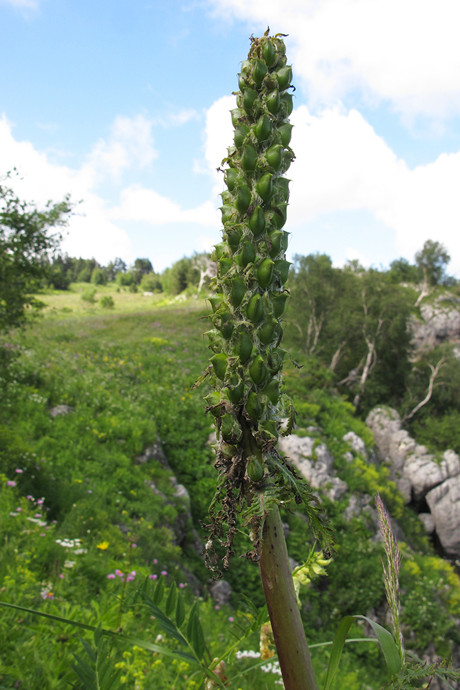 Image of Pedicularis atropurpurea specimen.