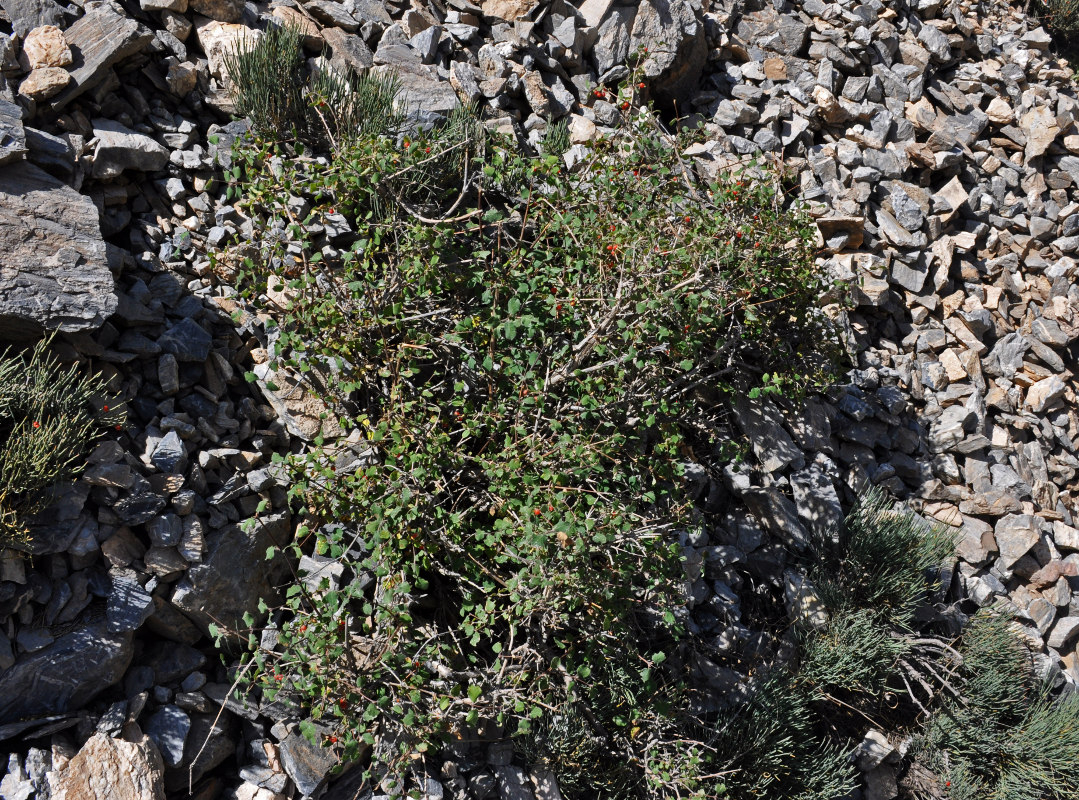 Image of Lonicera altmannii specimen.