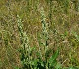 Verbascum lychnitis