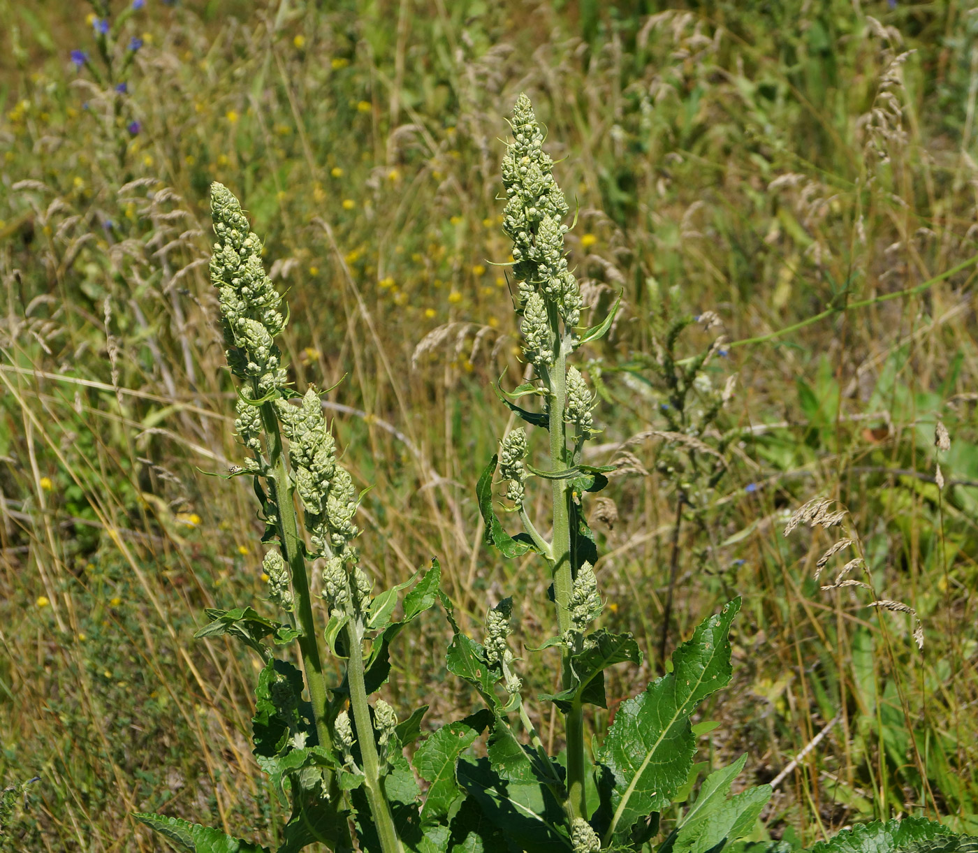 Изображение особи Verbascum lychnitis.