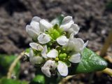 Cochlearia officinalis