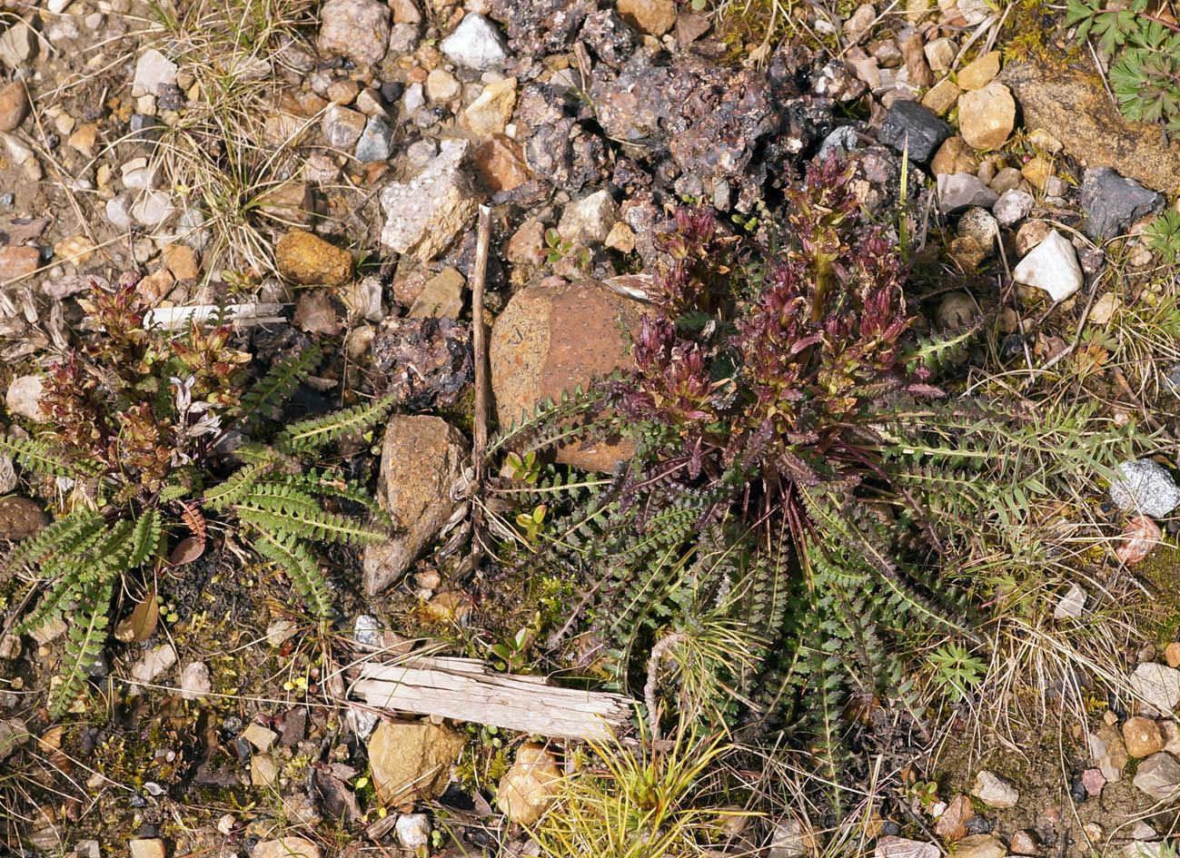 Image of Pedicularis alopecuroides specimen.