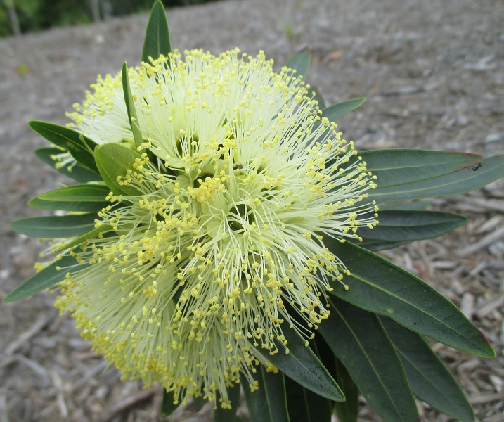 Image of Xanthostemon verticillatus specimen.