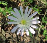 Anemone banketovii