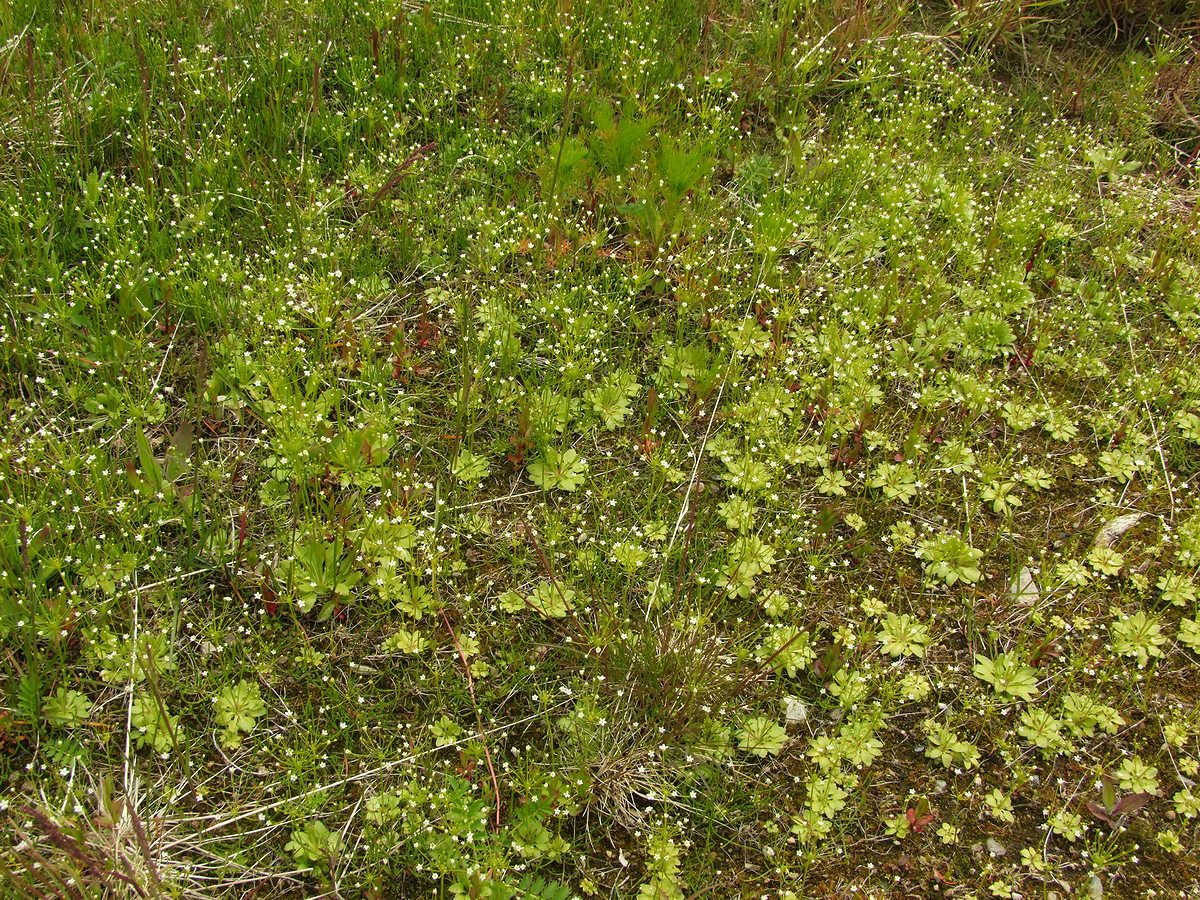 Image of Androsace filiformis specimen.