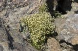 Saxifraga exarata. Цветущее растение. Кабардино-Балкария, Приэльбрусье, гора Чегет, ≈ 2500 м н.у.м. 29.06.2008.