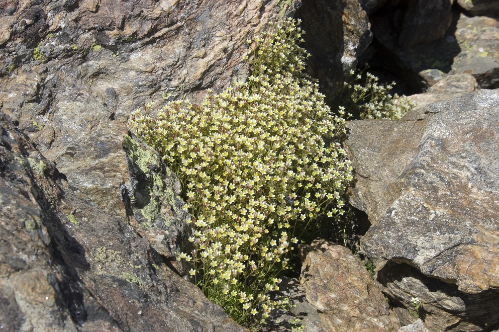 Image of Saxifraga exarata specimen.
