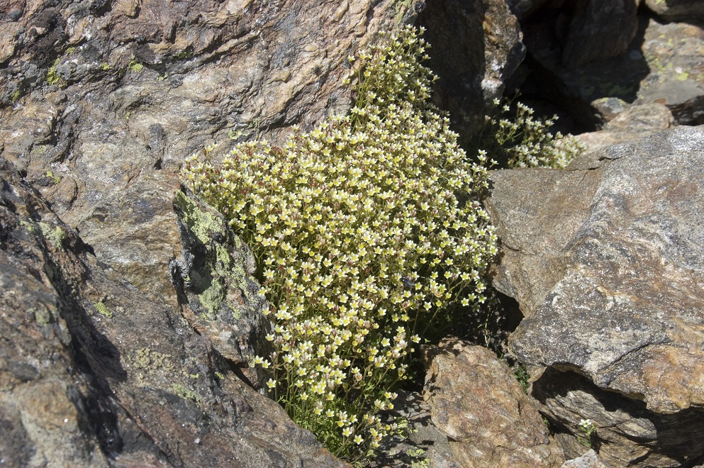 Изображение особи Saxifraga exarata.