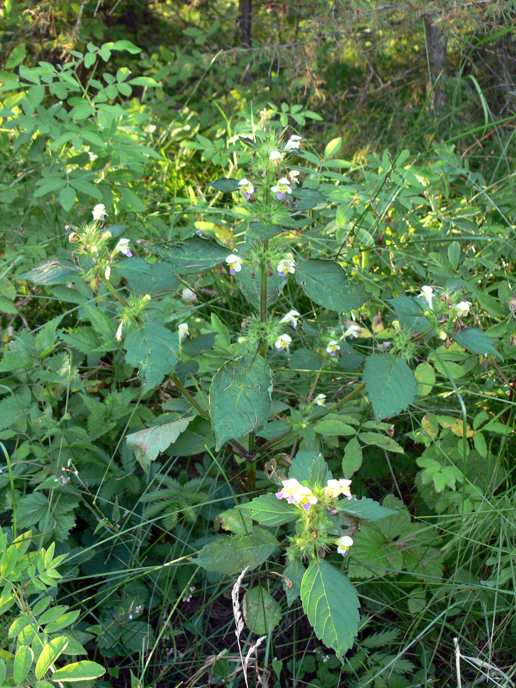 Изображение особи Galeopsis speciosa.