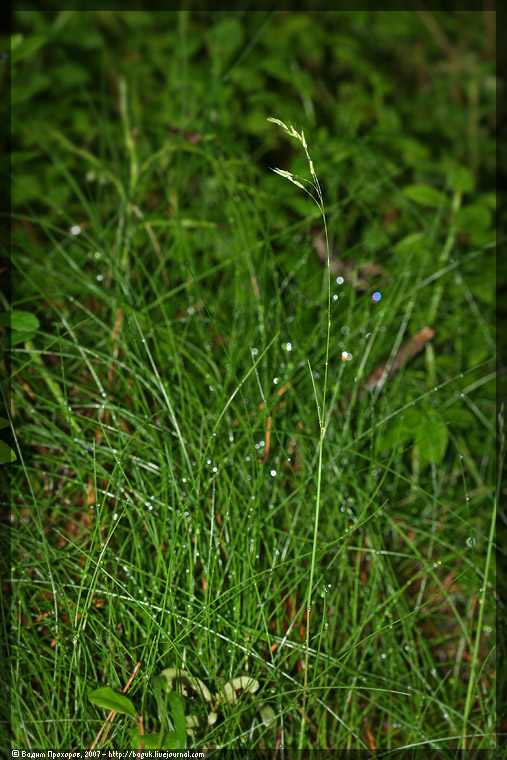 Image of Avenella flexuosa specimen.
