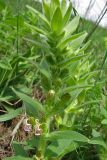 Ajuga laxmannii