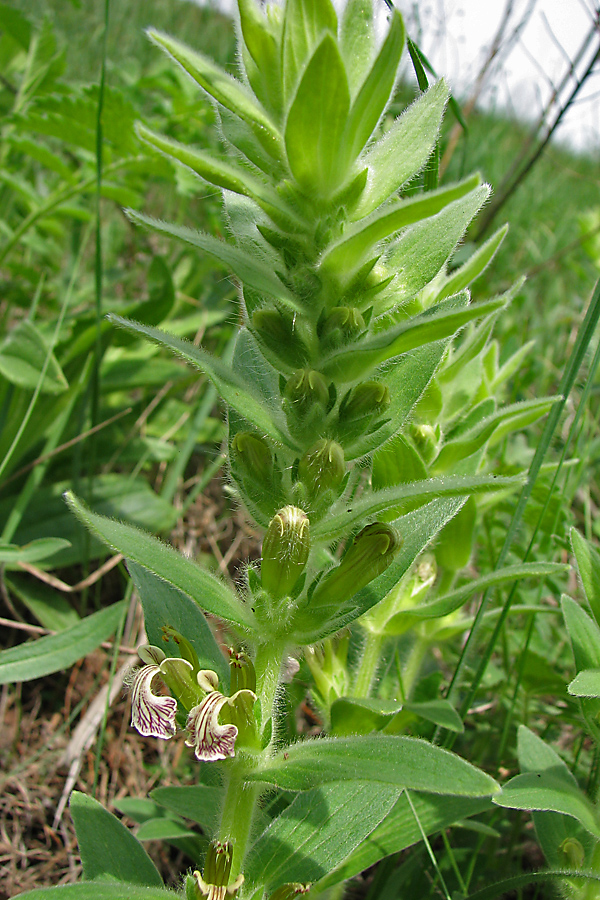 Image of Ajuga laxmannii specimen.