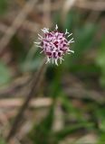 Homogyne alpina