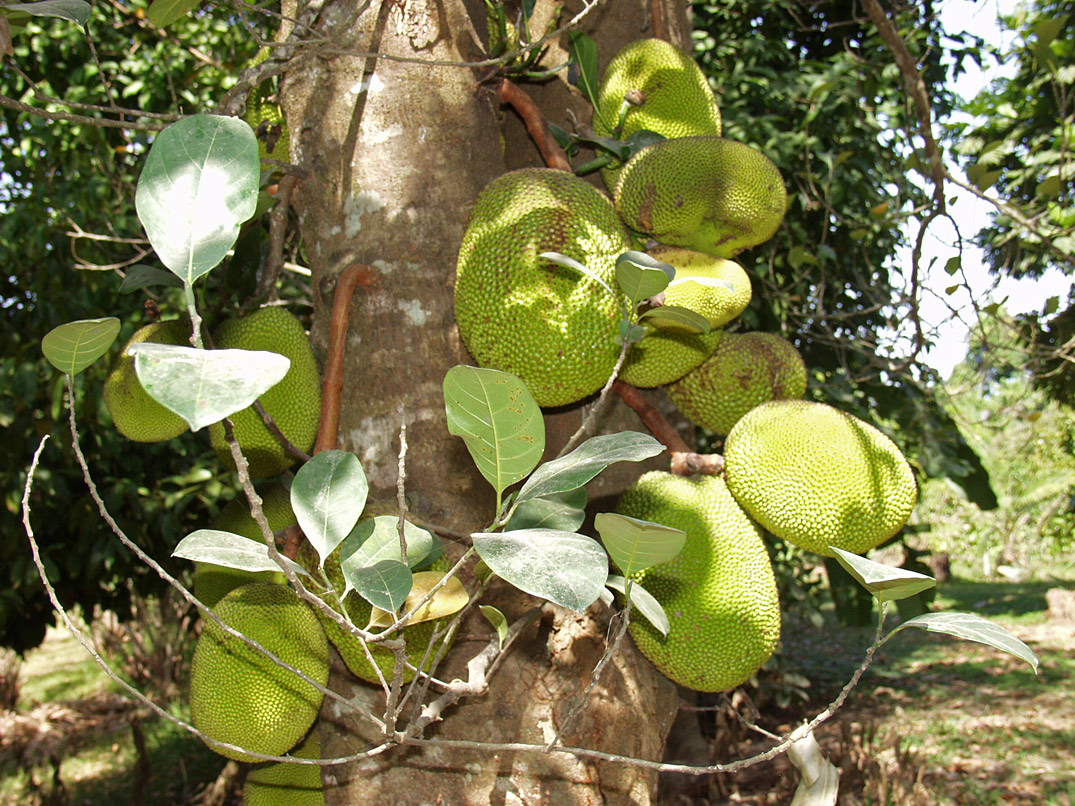 Image of Artocarpus heterophyllus specimen.