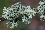 Hypogymnia tubulosa