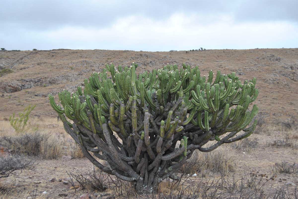 Изображение особи Myrtillocactus geometrizans.