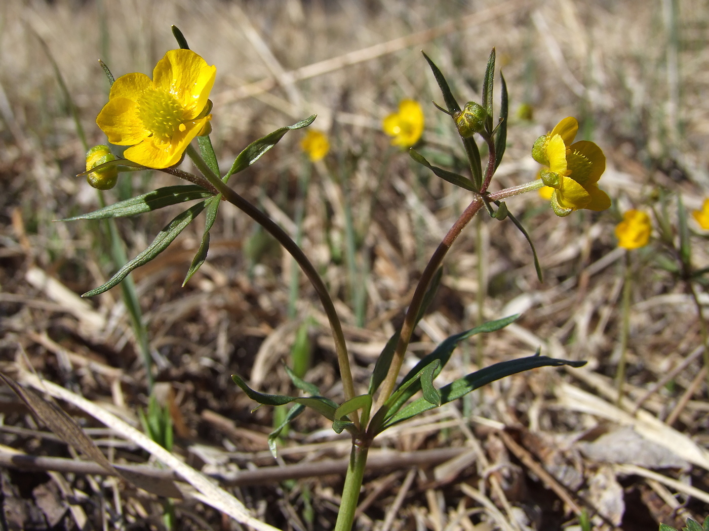 Изображение особи Ranunculus monophyllus.