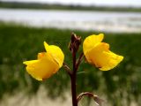 Utricularia vulgaris