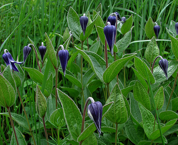 Изображение особи Clematis integrifolia.