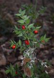 Ruscus aculeatus. Верхушка плодоносящего растения. Испания, Каталония, пров. Жирона, комарка Ла-Гарроча, подр-н (субкомарка) де Олот, муниципалитет Санта-Пау, буковый лес Фажеда д’эн Жорда. 26.12.2016.