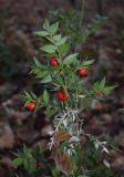 Ruscus aculeatus. Верхушка плодоносящего растения. Испания, автономное сообщество Каталония, провинция Жирона, комарка Ла-Гарроча, подр-н (субкомарка) де Олот, муниципалитет Санта-Пау, буковый лес Фажеда д’эн Жорда. 26.12.2016.