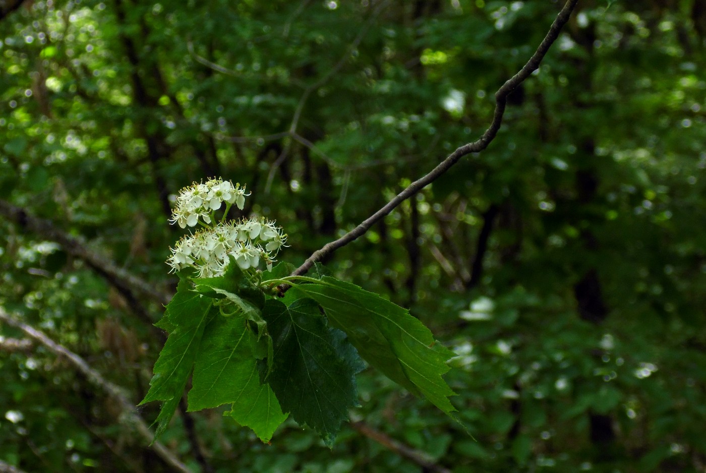 Image of Sorbus torminalis specimen.