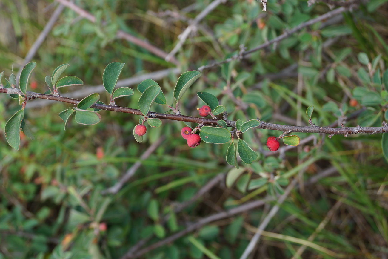 Изображение особи род Cotoneaster.