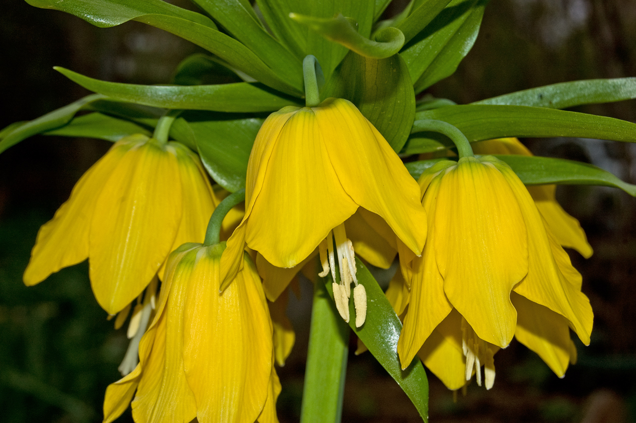 Image of Fritillaria imperialis specimen.