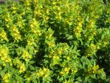 Lysimachia punctata