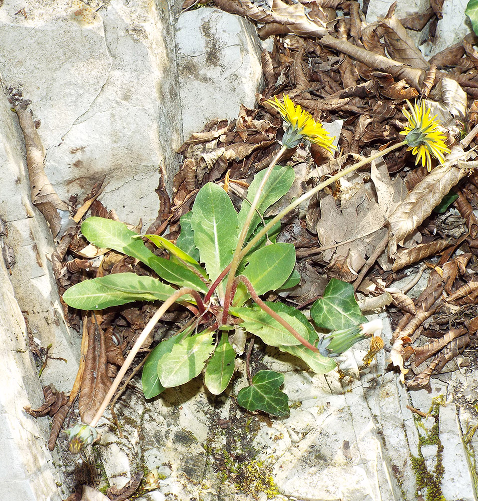 Image of Taraxacum thracicum specimen.
