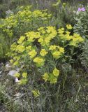 Euphorbia serrata. Цветущие растения в сообществе гарриги (Quercus coccifera, Cistus albidus, Rosmarinus officinalis, Allium roseum). Испания, автономное сообщество Каталония, провинция Жирона, комарка Баш Эмпорда, муниципалитет Тороэлья-де-Монгри, юго-восточный сектор плато Монтанья Гран. 22.04.2018.