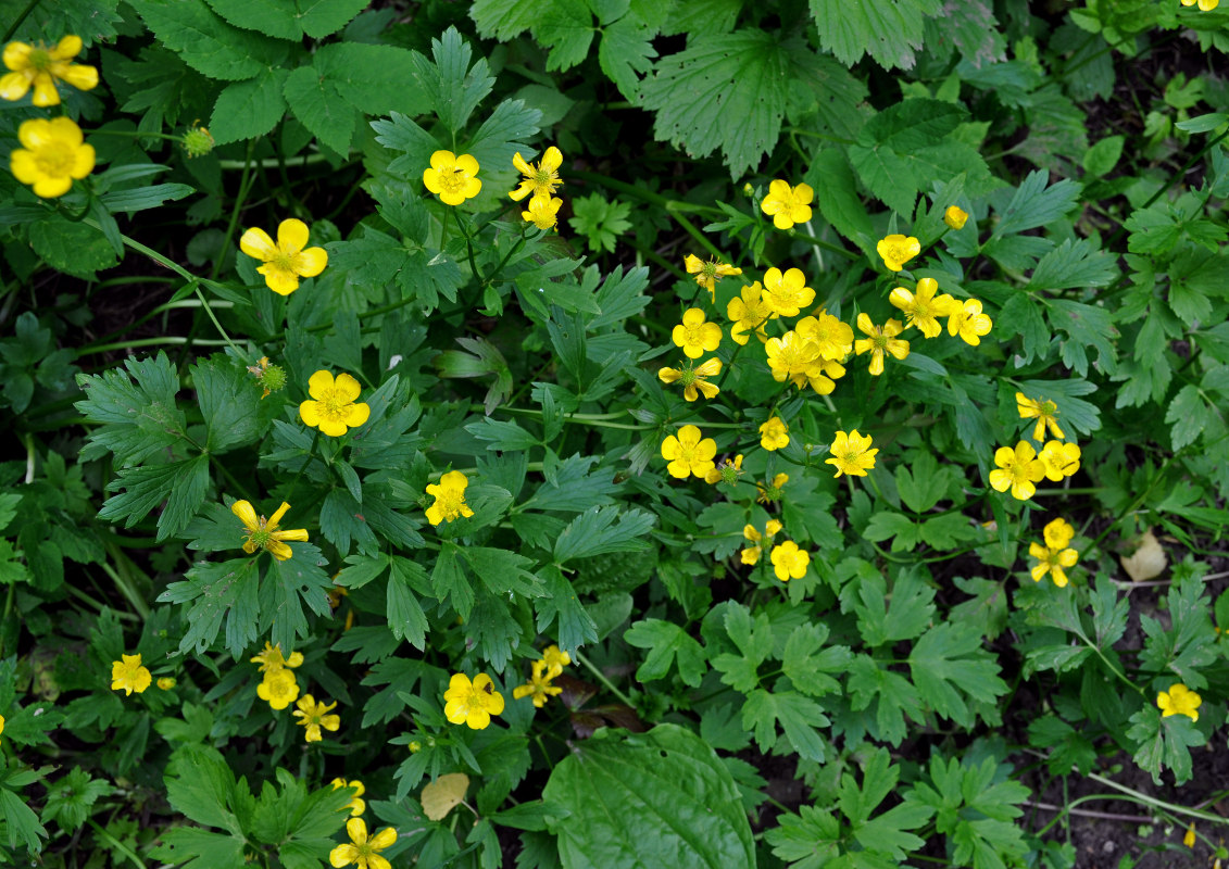 Image of Ranunculus repens specimen.
