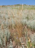 genus Koeleria. Плодоносящие растения. Украина, Запорожский р-н, Дурная балка, разнотравная степь. 31.05.2018.