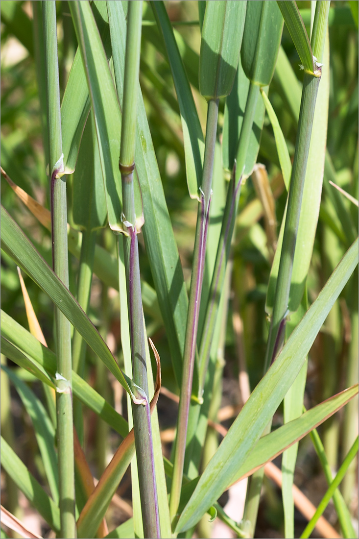 Image of Phalaroides arundinacea specimen.