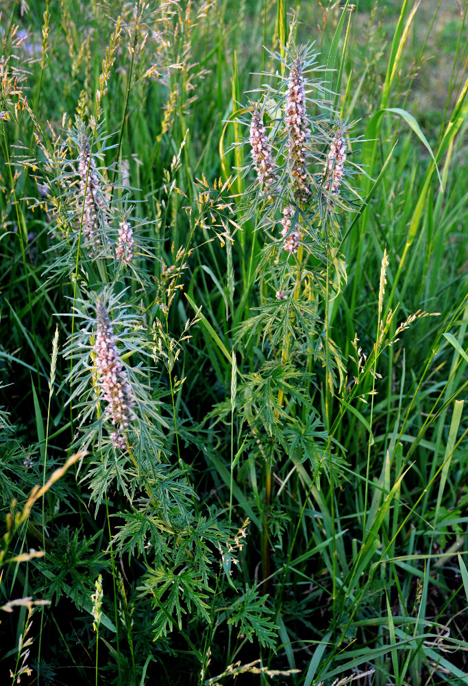 Изображение особи Leonurus deminutus.