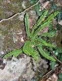 Asplenium trichomanes. Растение на скале. Крым, Белогорский р-н, возле Топловского монастыря, у источника Трёх святителей. 11.08.2018.