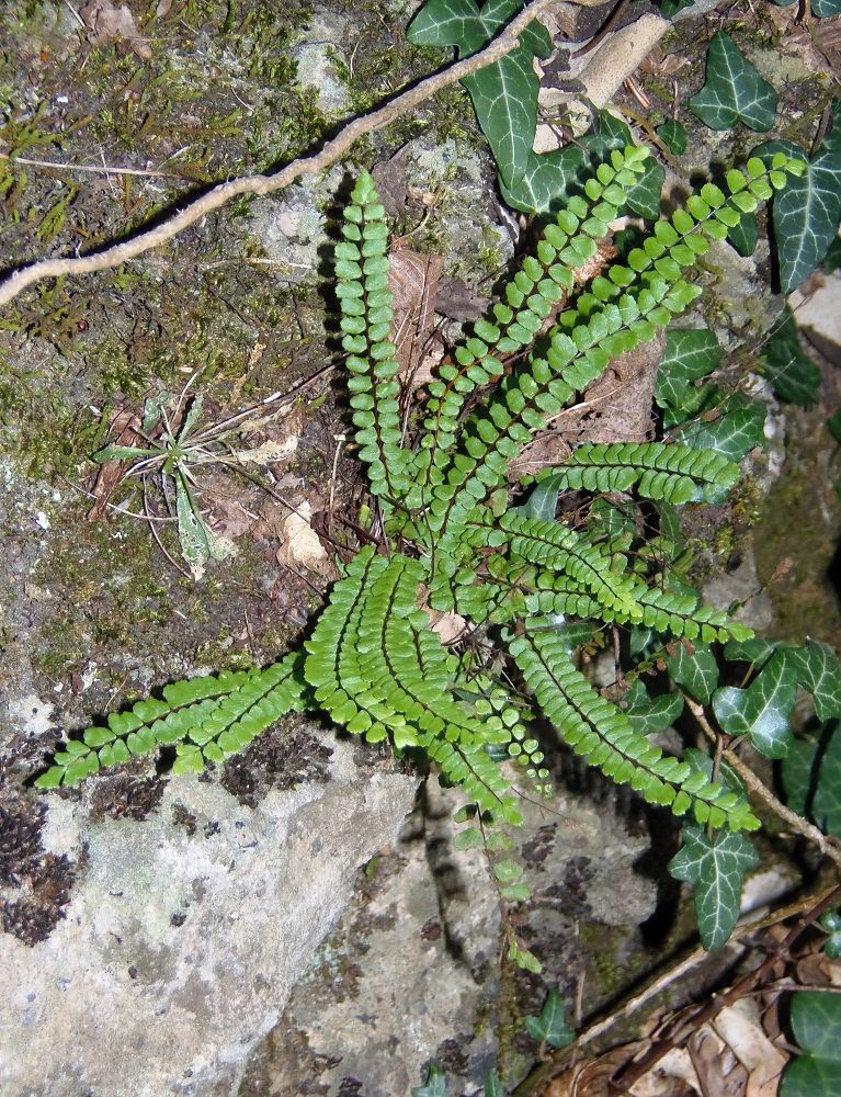 Изображение особи Asplenium trichomanes.