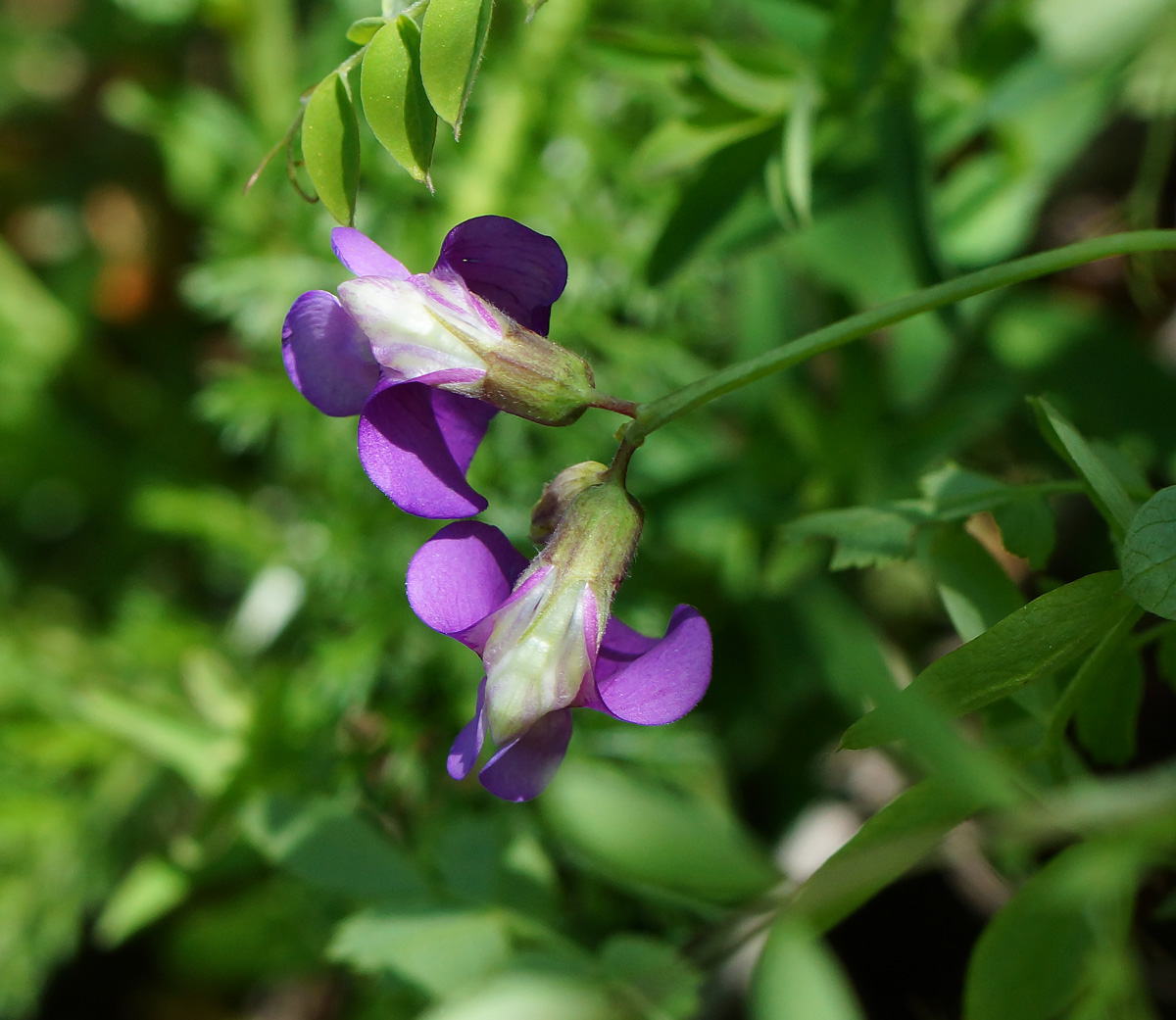 Image of Lathyrus humilis specimen.