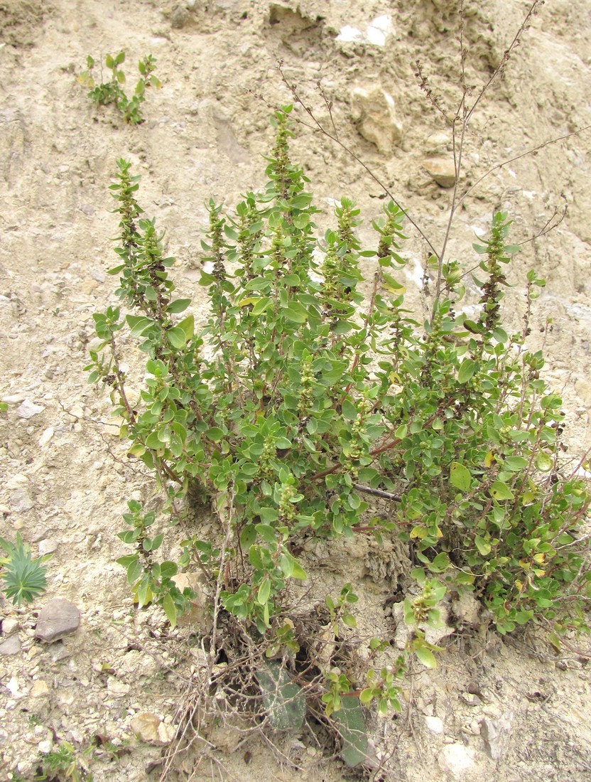 Image of Parietaria elliptica specimen.