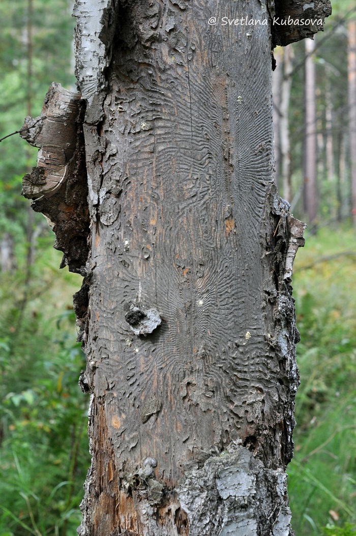 Image of Betula pendula specimen.
