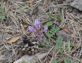 род Astragalus. Цветущее растение. Грузия, Боржоми-Харагаульский национальный парк, маршрут №1; поляна на склоне среди хвойного леса (Picea orientalis и Pinus kochiana), ≈ 1750 м н.у.м. 26.05.2018.