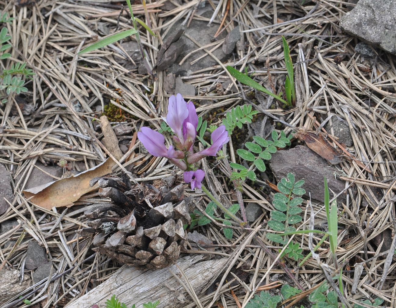 Image of genus Astragalus specimen.